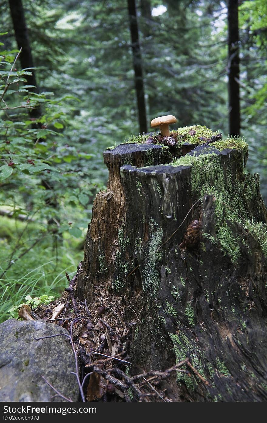 This image shows a mushroom within the Vanoise National Park. This image shows a mushroom within the Vanoise National Park