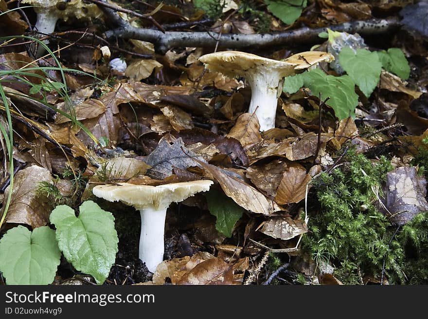 This image shows a mushroom within the Vanoise National Park. This image shows a mushroom within the Vanoise National Park