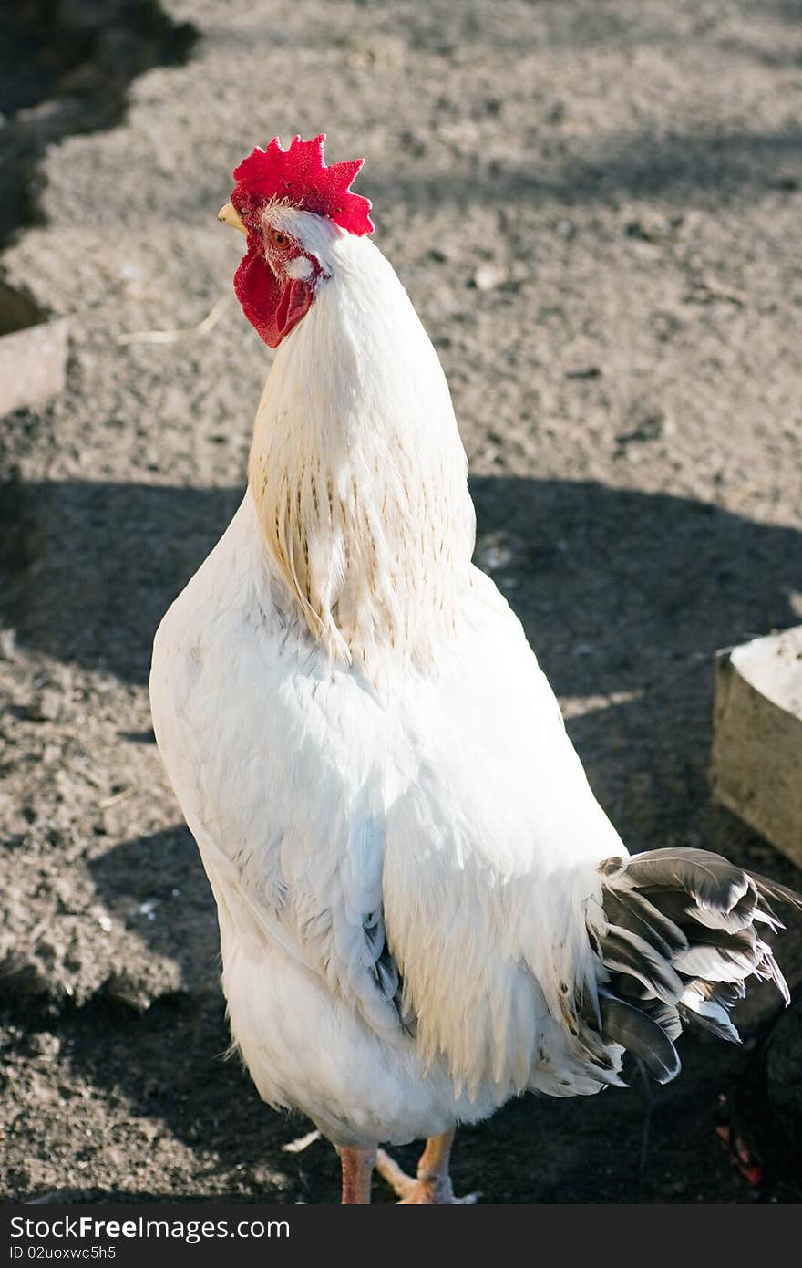 Rooster on a poultry yard