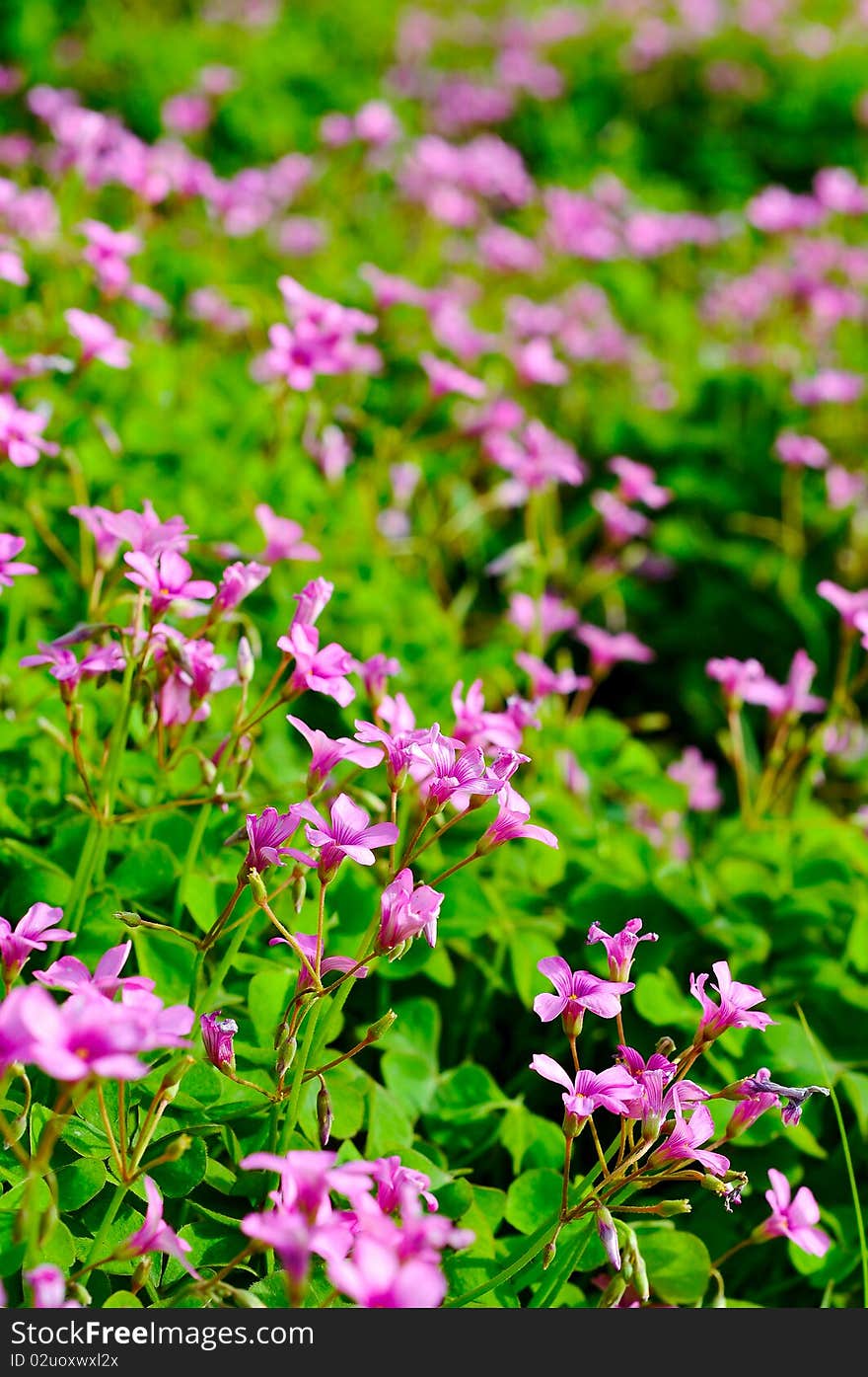 Flowers to make our life so colorful.