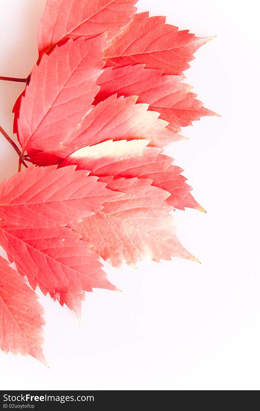 Autumn red leaves on white background. Autumn red leaves on white background