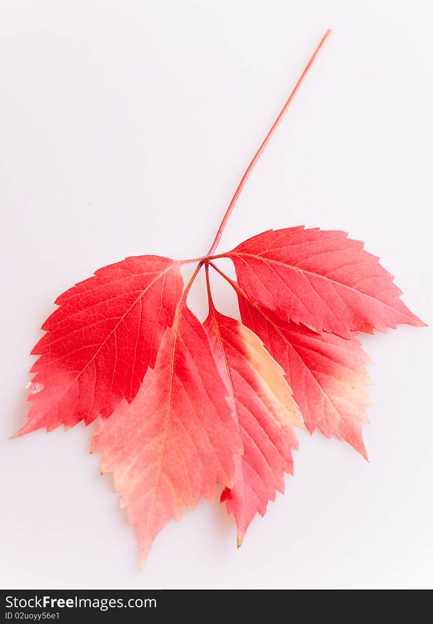 Autumn red leaves on white background. Autumn red leaves on white background