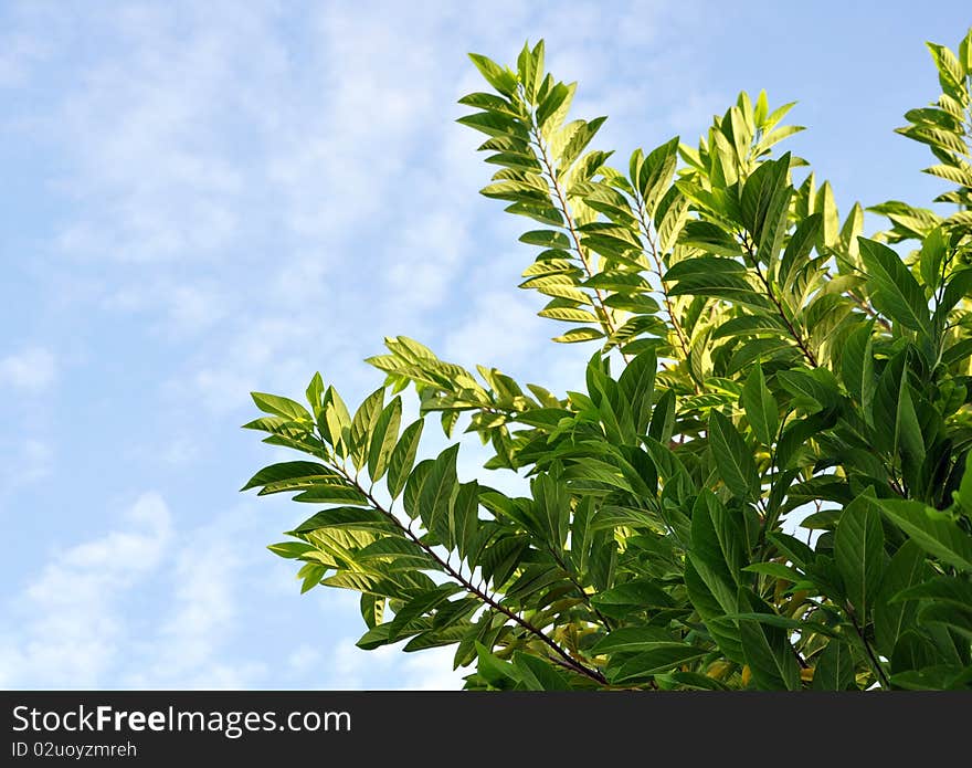 Detail of custard apple leaves abstract background with sky effects