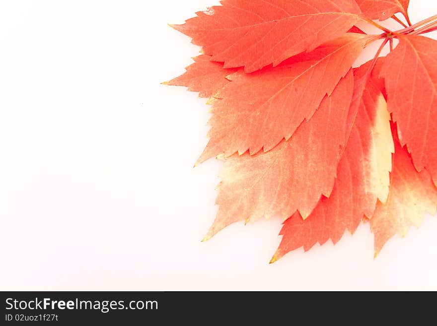 Autumn red leaves on white background. Autumn red leaves on white background