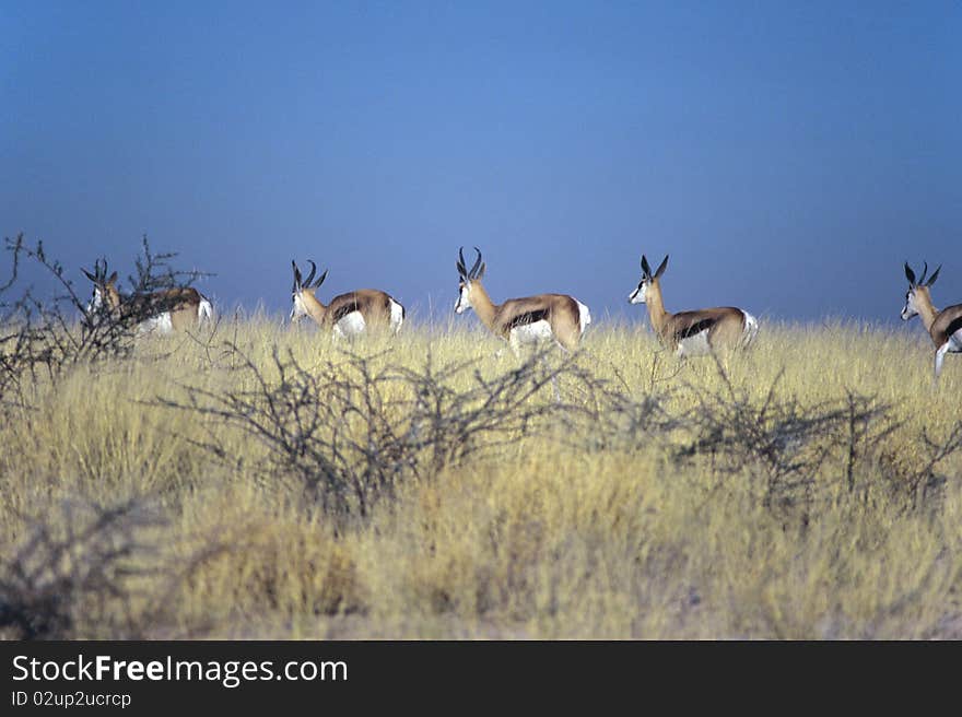 This typical herbivorous named springbok live in southern Africa and is the only gazelle of this region. This typical herbivorous named springbok live in southern Africa and is the only gazelle of this region.