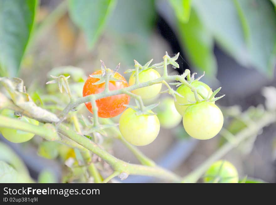 Red and unripe tomatoes in garden