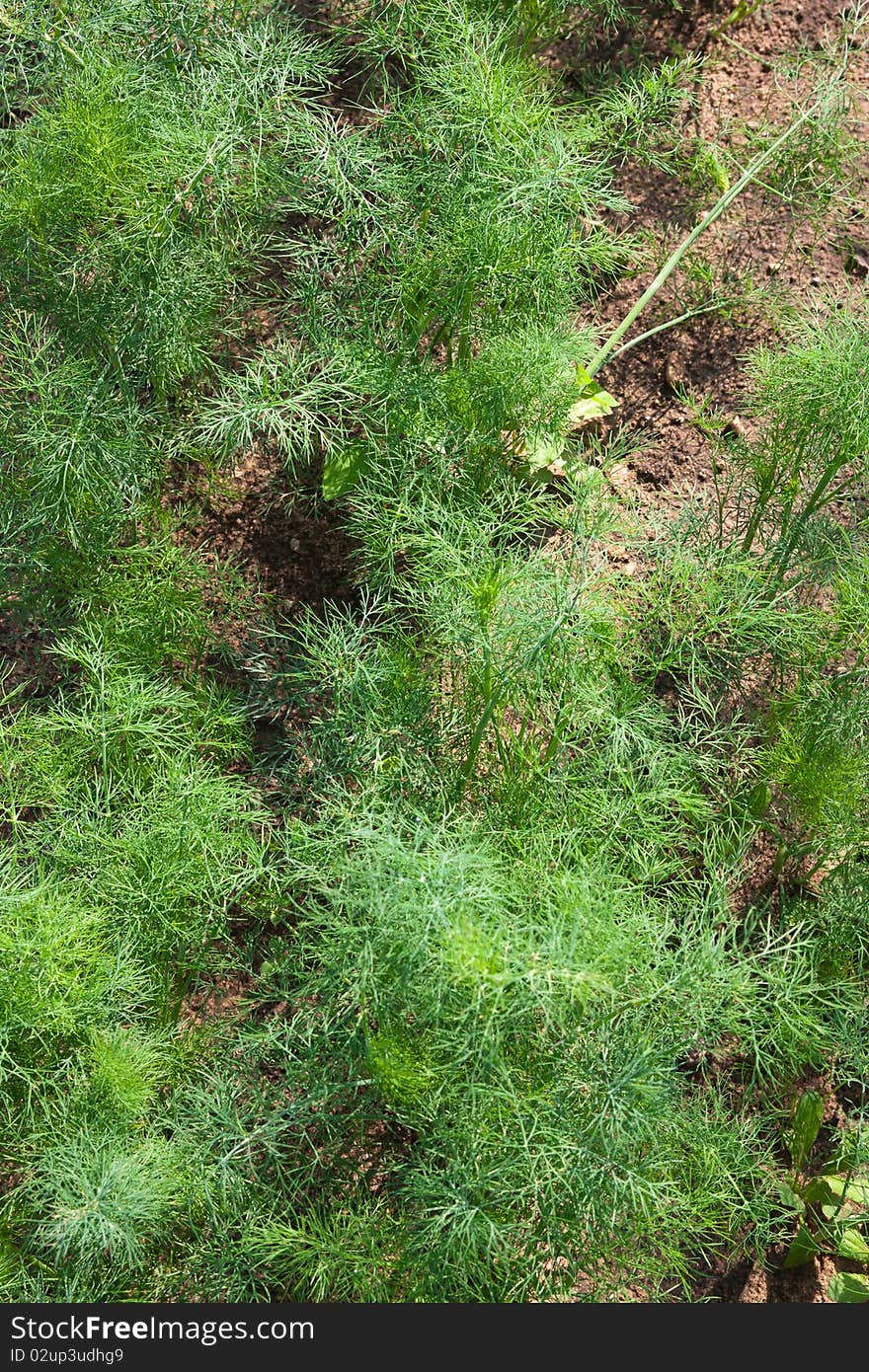 Organically grown dill