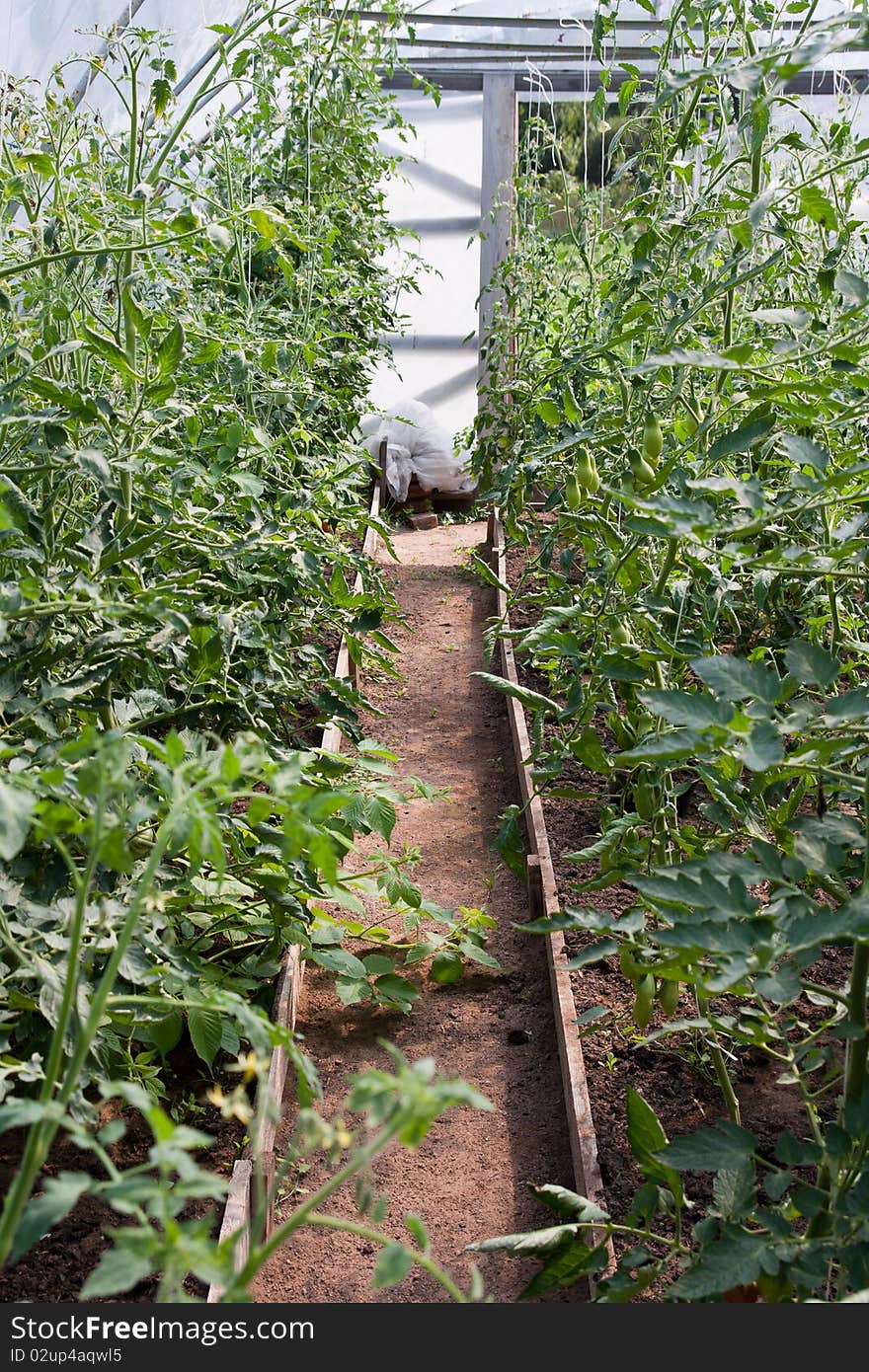 Tomato Plants In Greenhouse