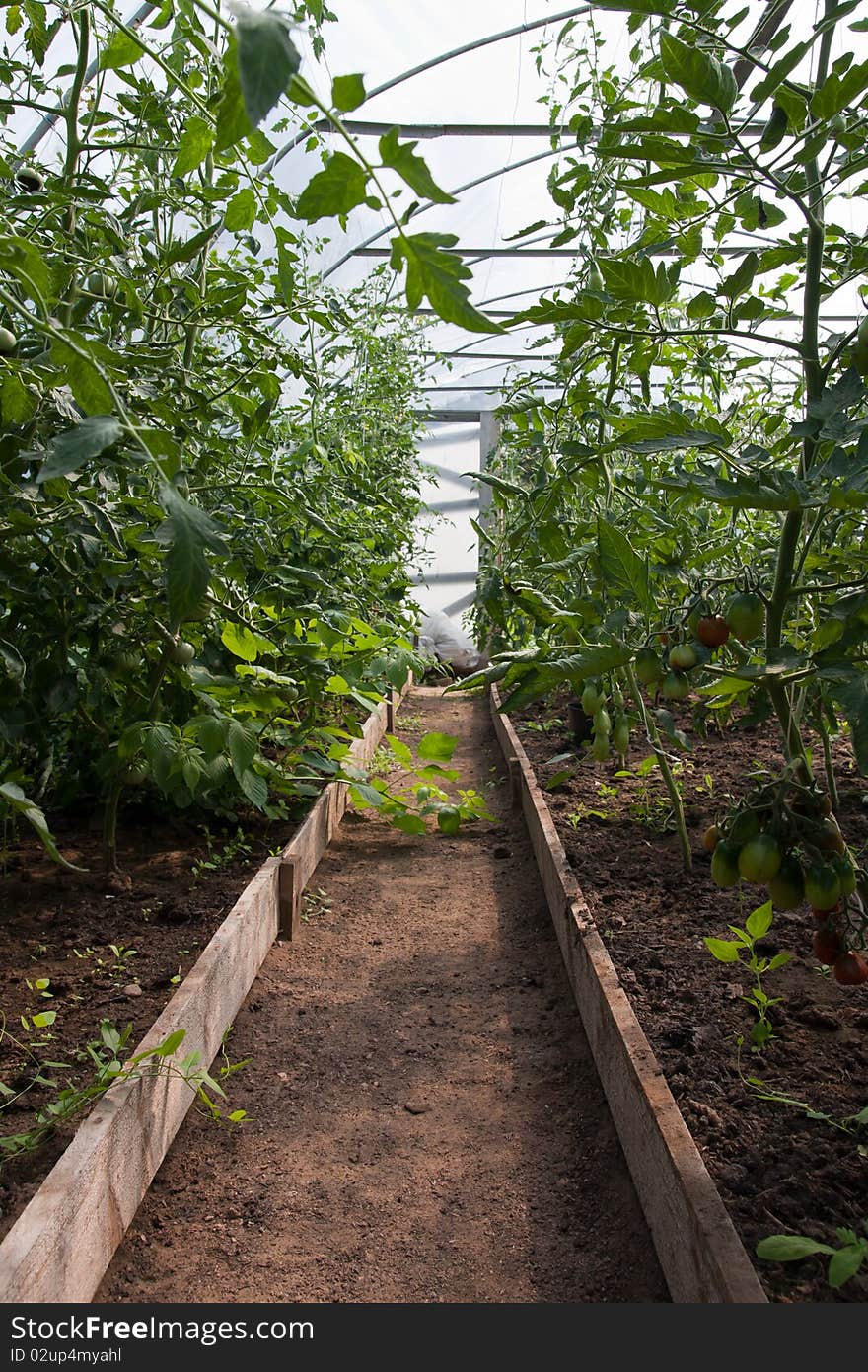 Tomato plants in greenhouse