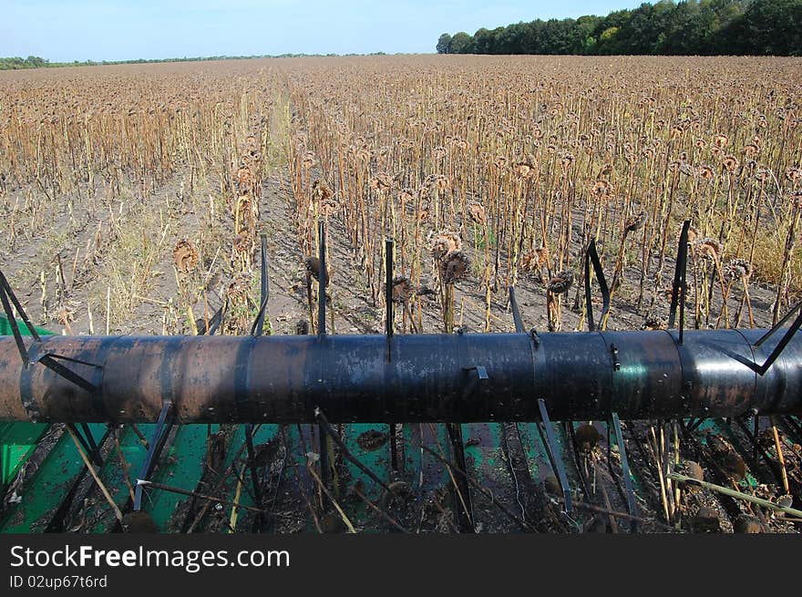 Harvesting mature sunflower by combain on Ukrainian field. Harvesting mature sunflower by combain on Ukrainian field