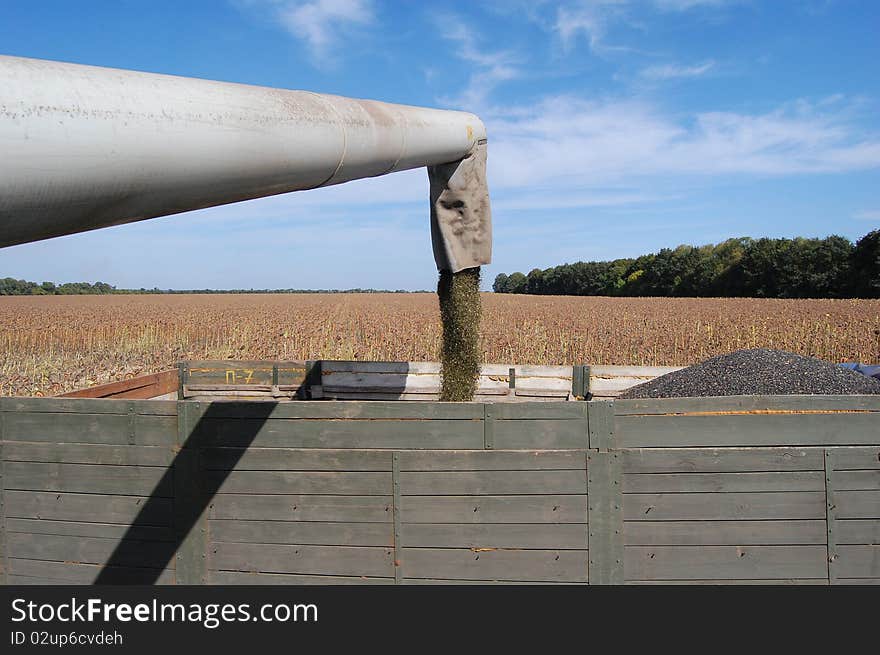 Sunflower Harvesting