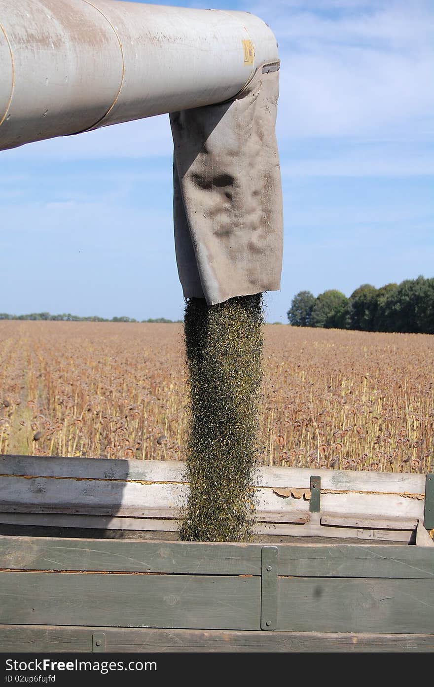 Sunflower harvesting