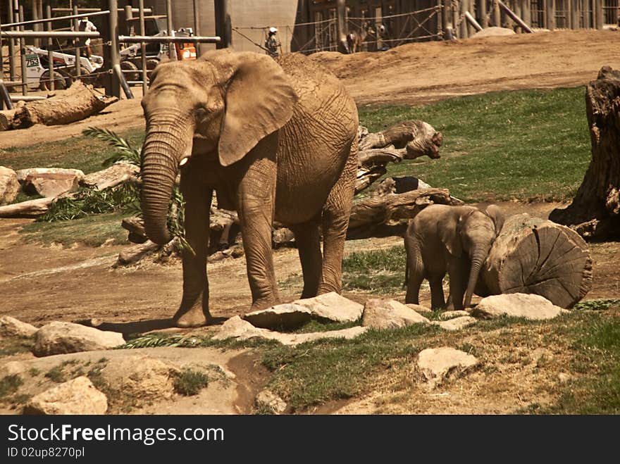 Elephants