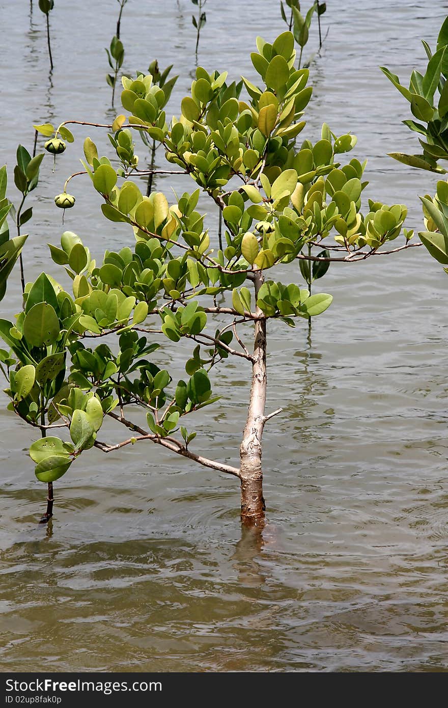 The mangrove it's on the sea water.