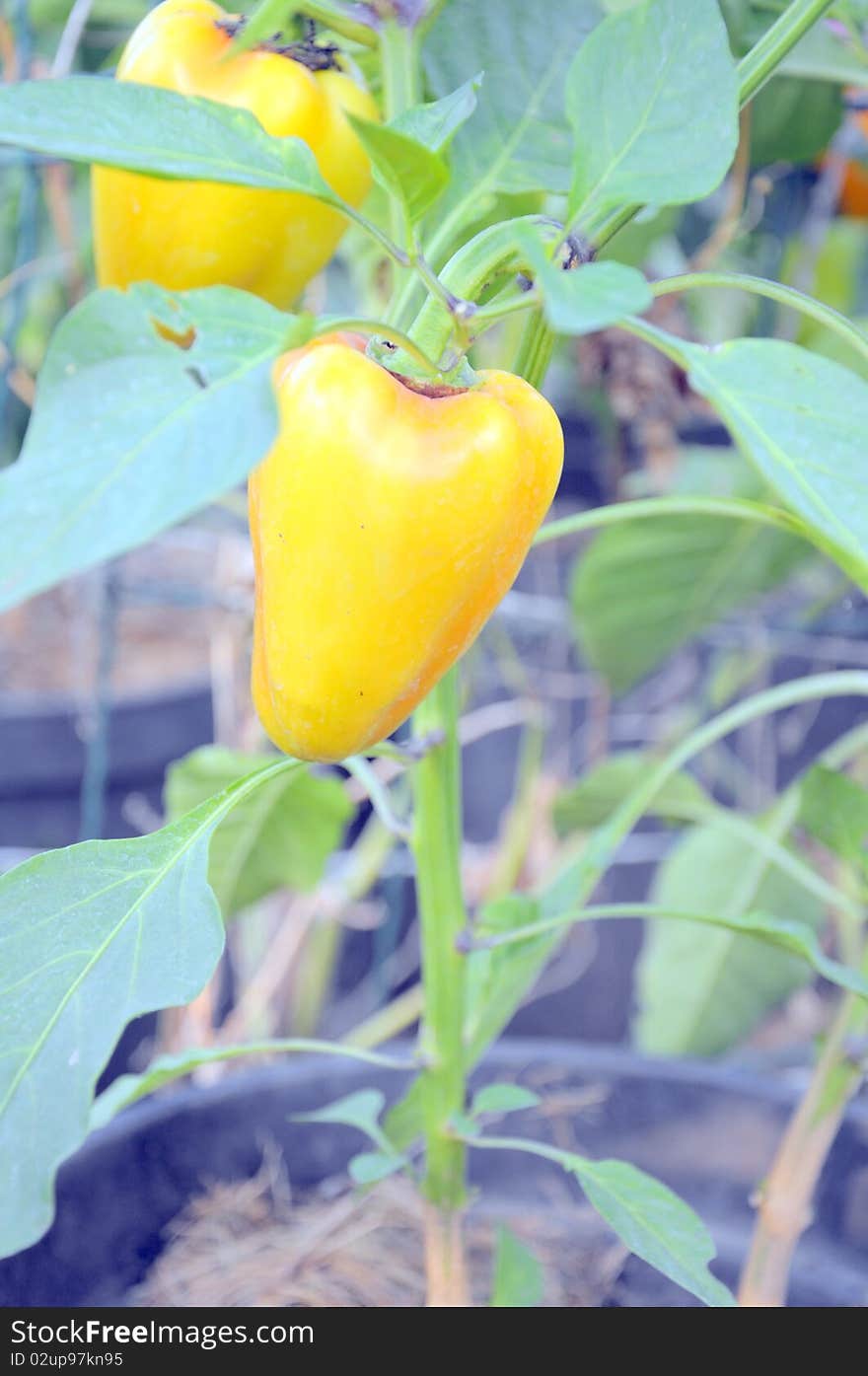 Yellow Pepper