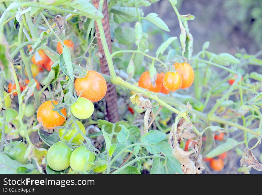 Red and unripe tomatoes in garden. Red and unripe tomatoes in garden