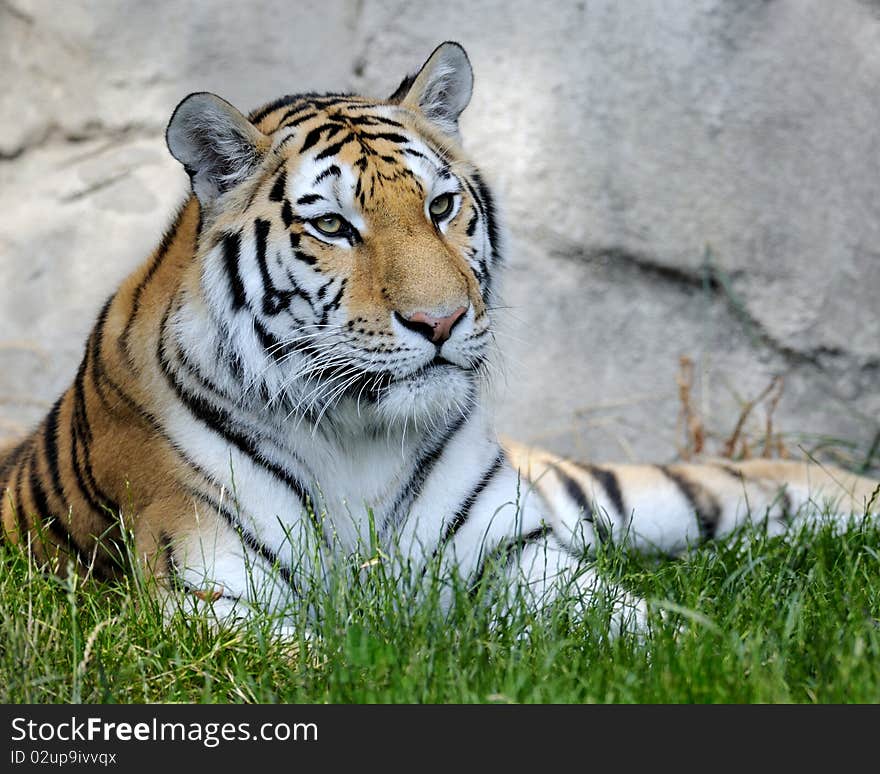 Amur tiger