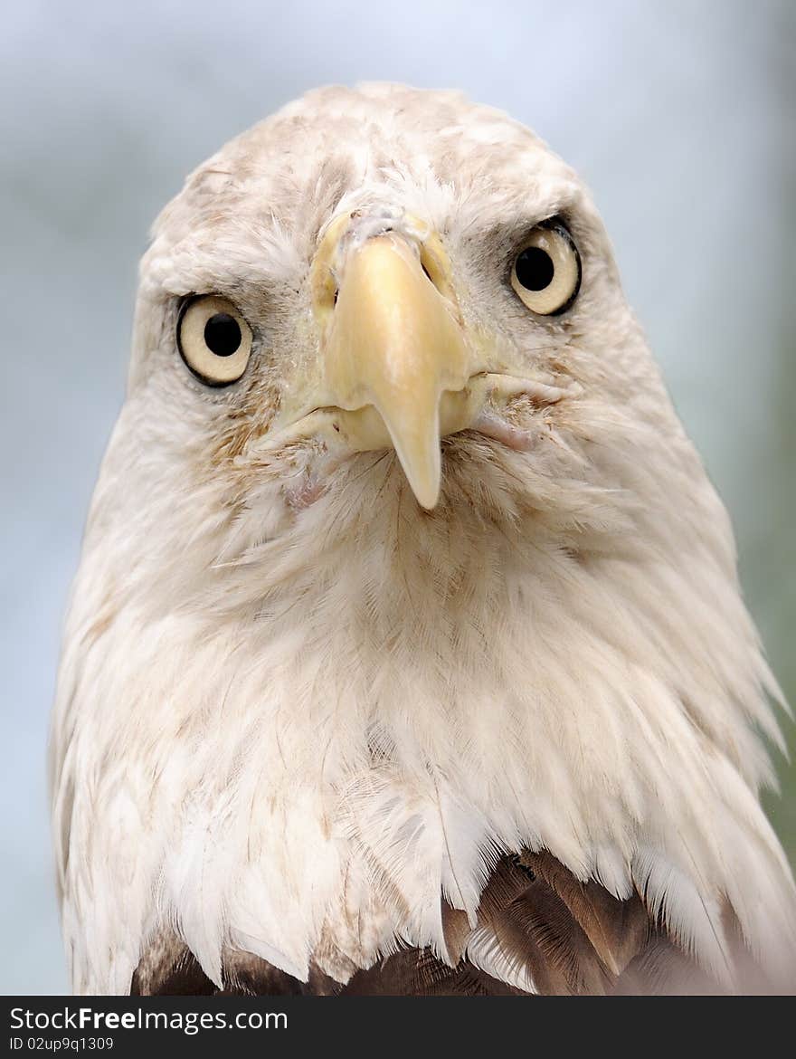 Bald Eagle