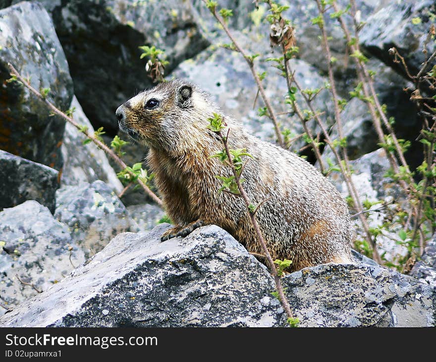 Marmot at sheep eaters cliff, Yellowstone National Park