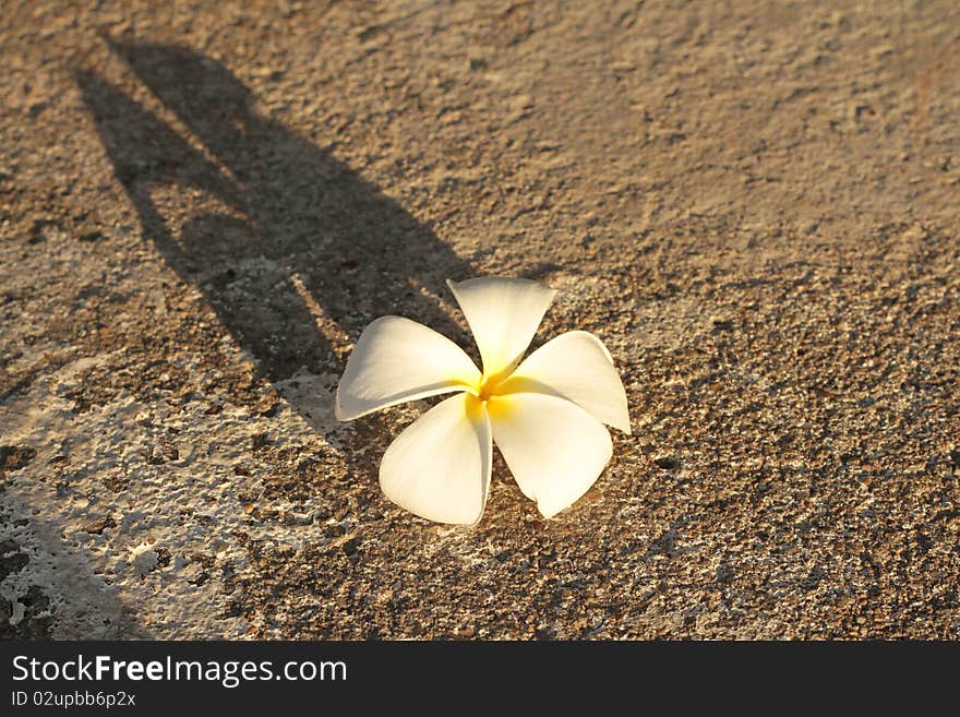 Glorious frangipani or plumeria flowers