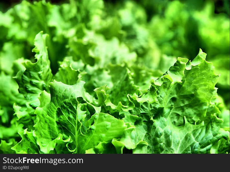 Food green salad for dishes. Food green salad for dishes