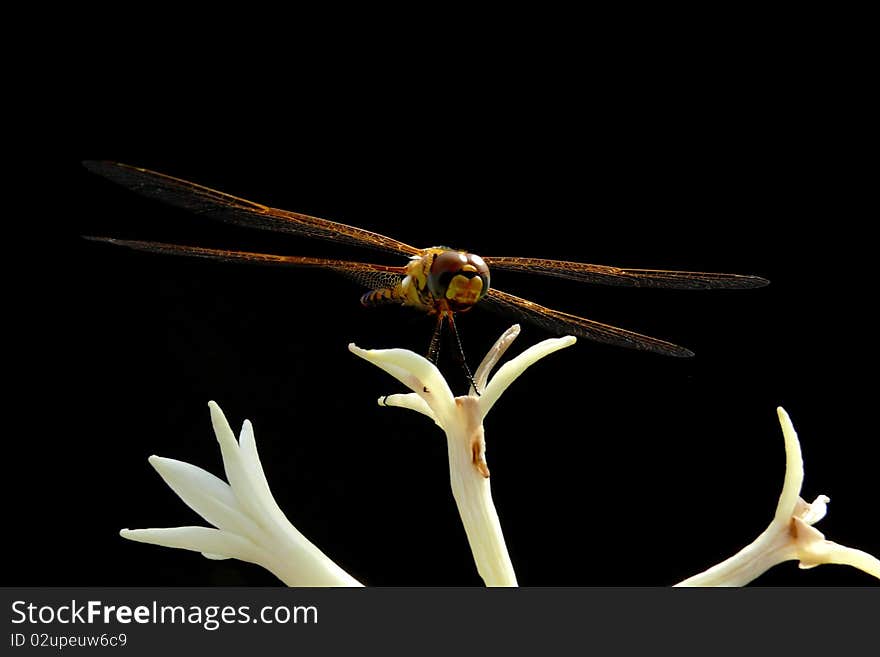 A close up shot of a dragonfly against black background to enhance its details and lighting on the wing