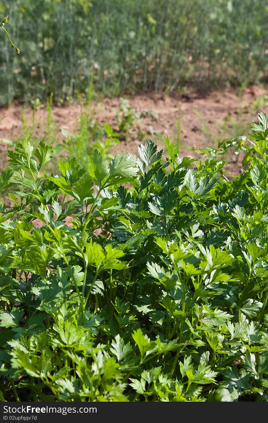 Organically grown parsley