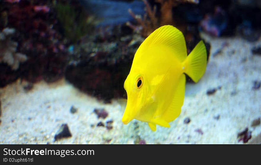 Yellow Tang