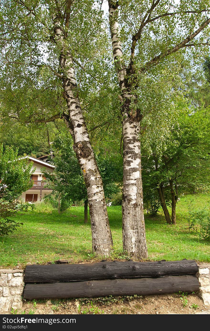 Two birch trees side by side as brothers with a trunk to the roots in a park. Two birch trees side by side as brothers with a trunk to the roots in a park