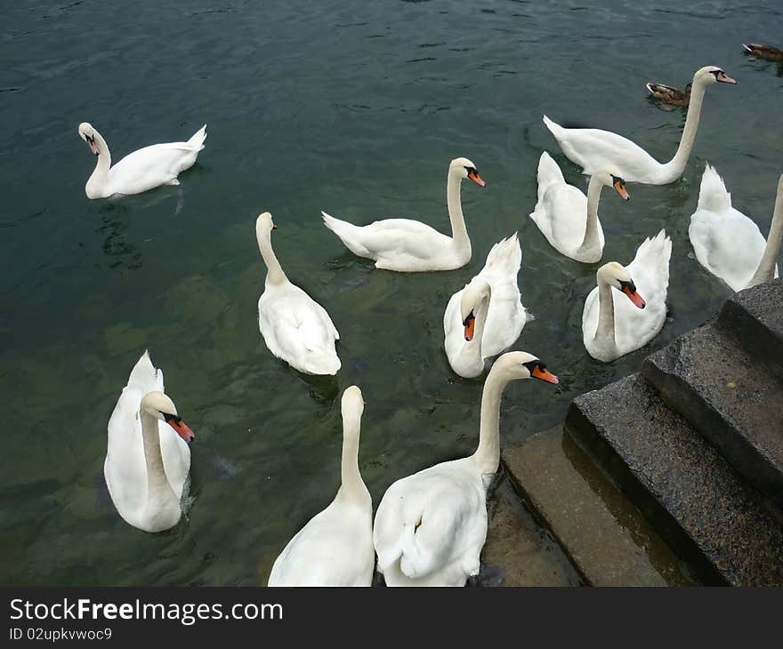 Lake Luzern Swans