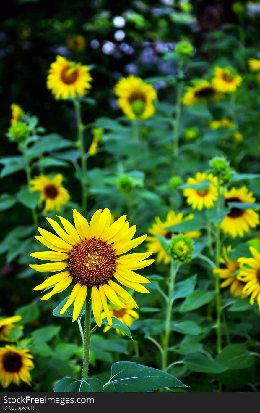 Little sunflower in the field. Design of nature.