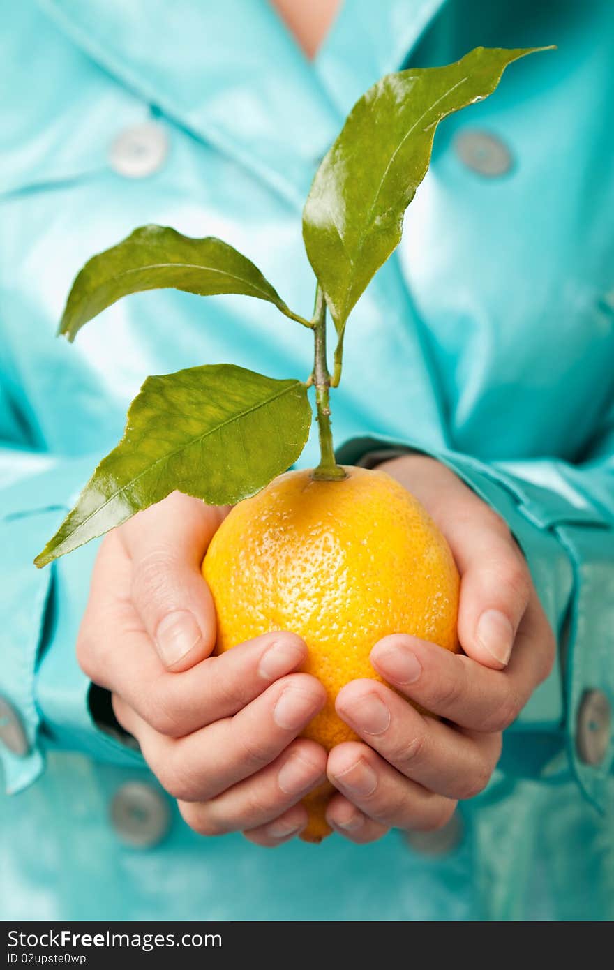 Close-up of female hands holding a fresh lemon with green leaves. Close-up of female hands holding a fresh lemon with green leaves