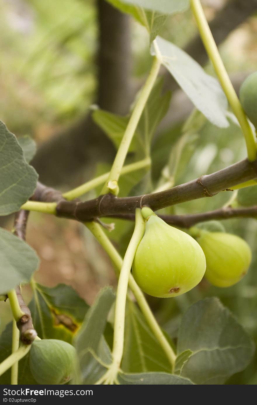 Ripe figs