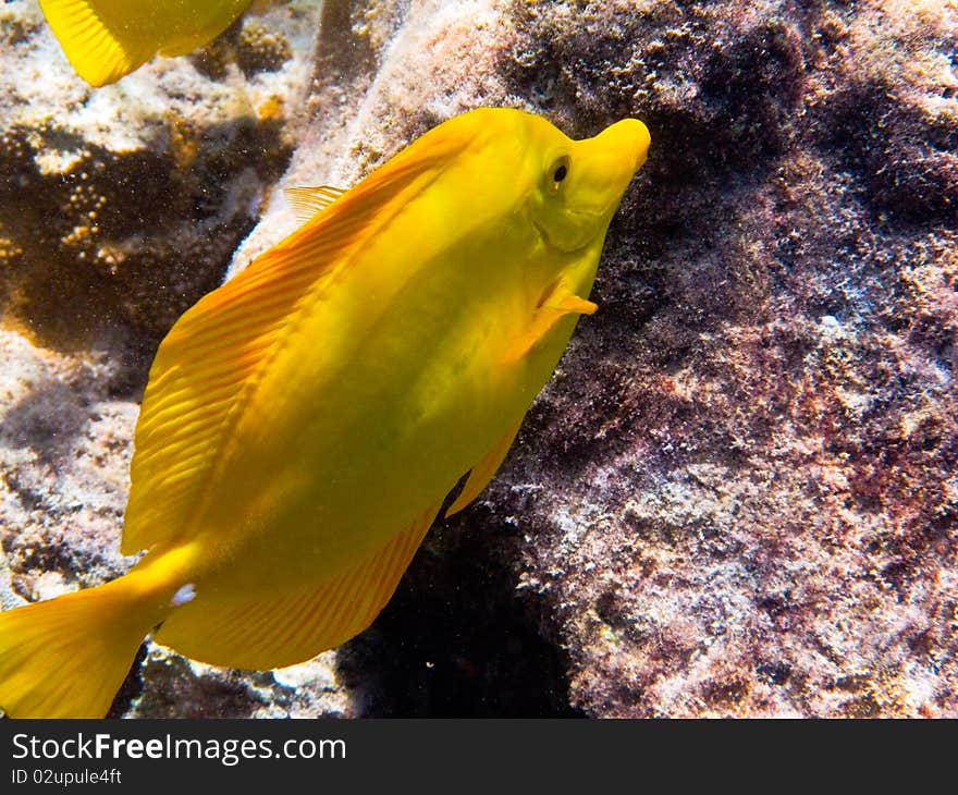 Yellow Tang Fish feeding on coral reef in Hawaii