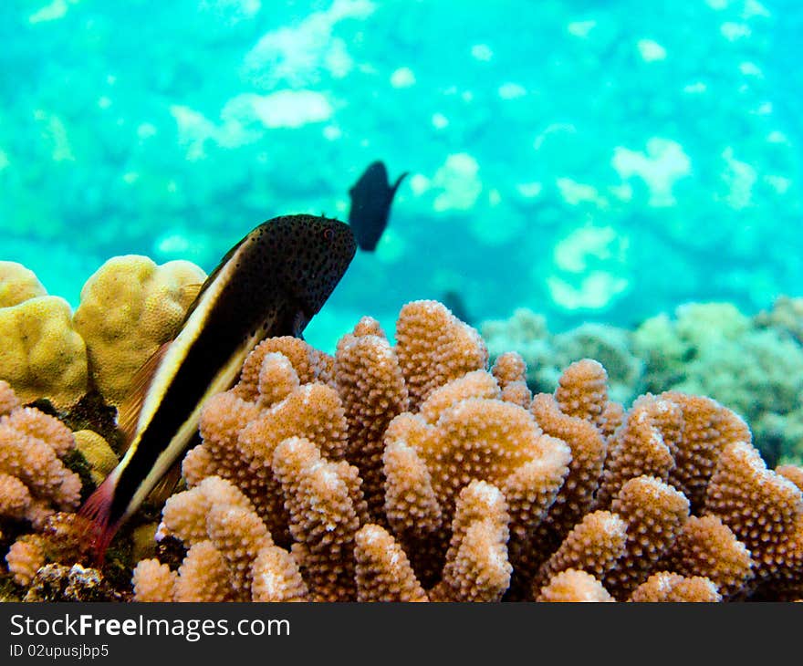 Small Fish on coral reef in Hawaii. Small Fish on coral reef in Hawaii