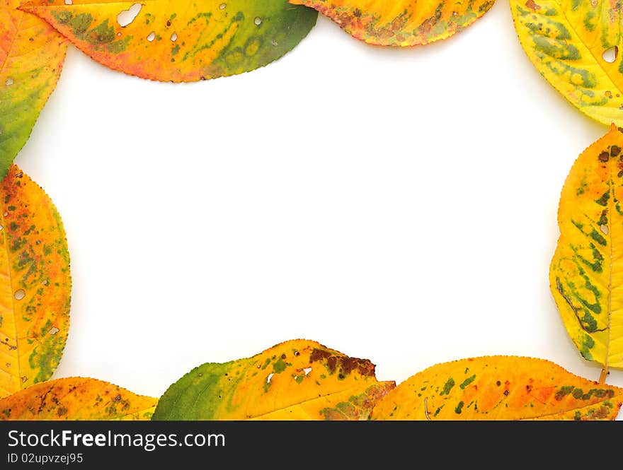 Autumn leaves on white background. Autumn leaves on white background.