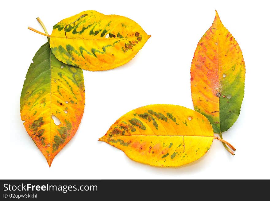 Autumn leaves on white background. Autumn leaves on white background.