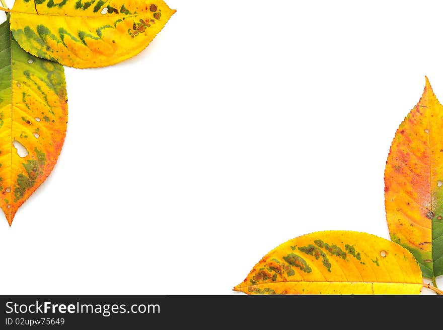 Autumn leaves on white background. Autumn leaves on white background.