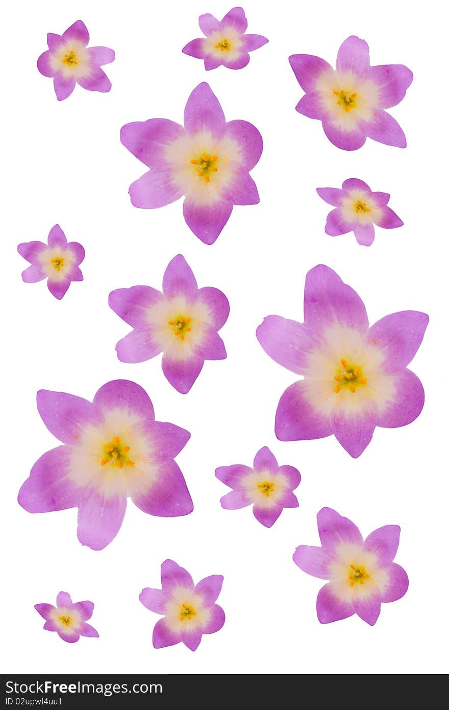 Beautiful violet flowers on a white background