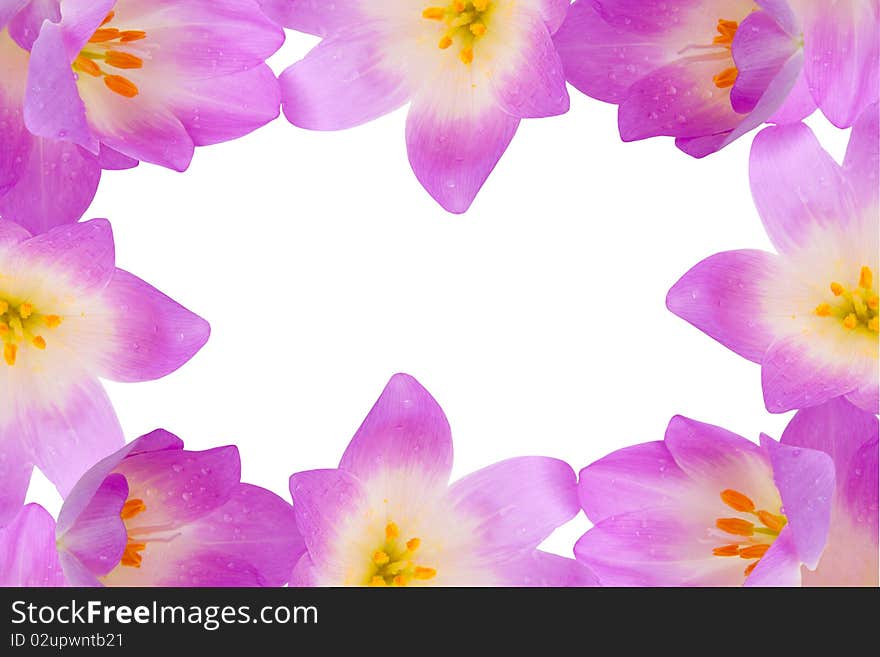 Beautiful violet flowers on a white background