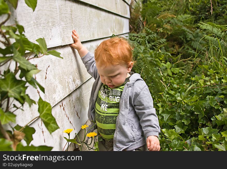 A little boy walking through the ivy and flowers behind a house. A little boy walking through the ivy and flowers behind a house.