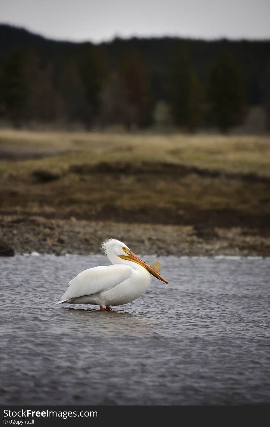 American Pelican's standing in river, Yellowstone National Park.