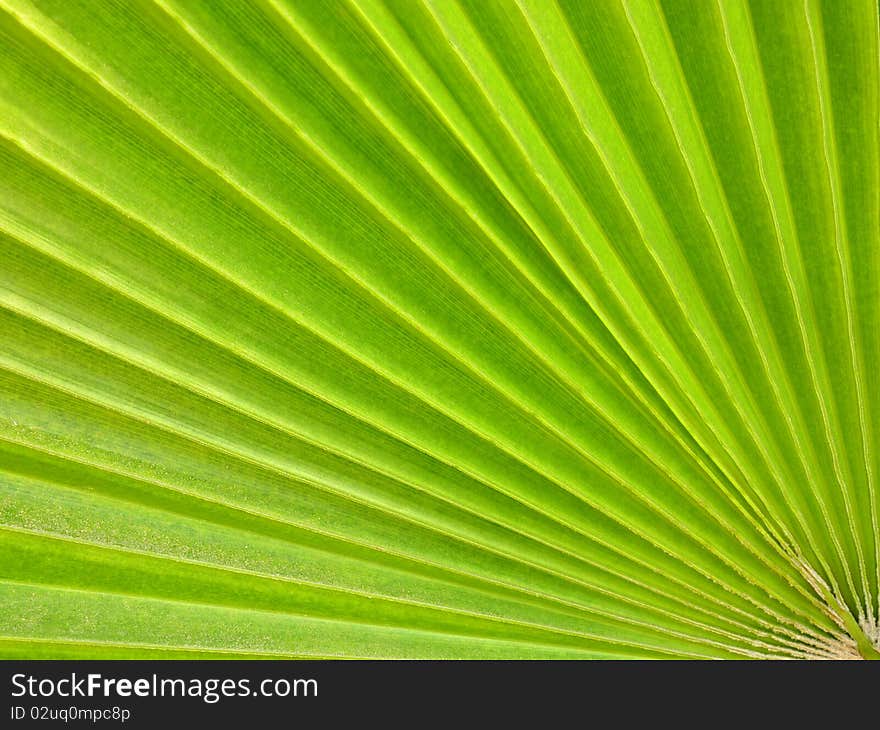 Green palm tree leaf as a background. Green palm tree leaf as a background