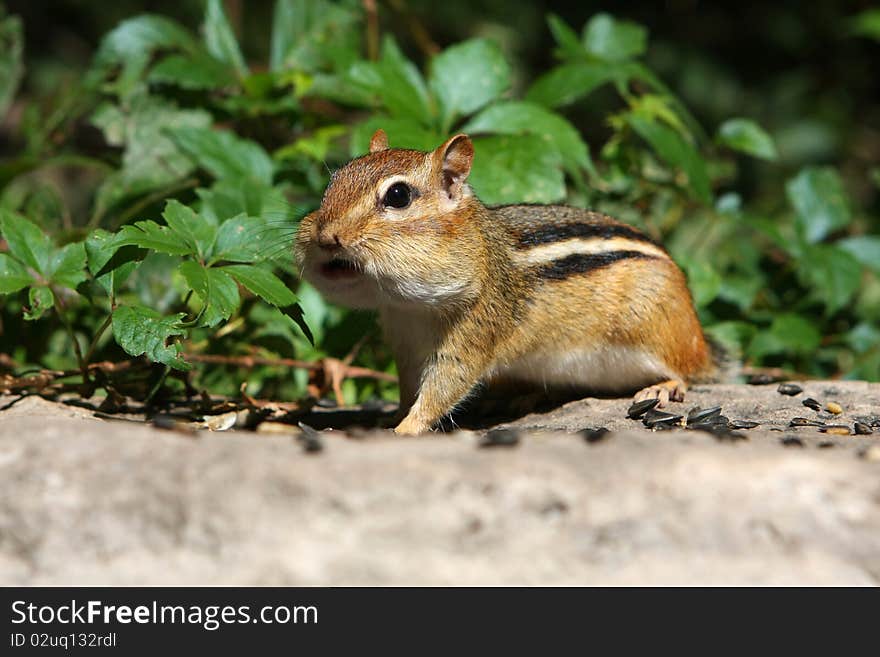 Eastern Chipmunk