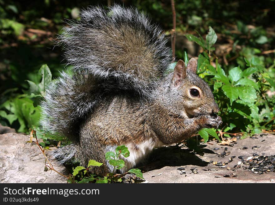 Eastern Gray Squirrel feeding on seeds in morning sun