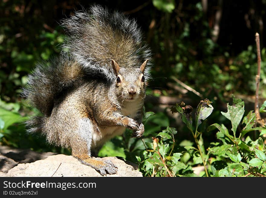 Eastern Gray Squirrel standing on rock on morning sun