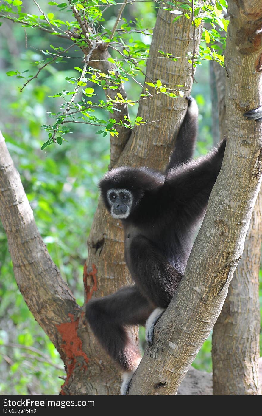 Black Gibbon