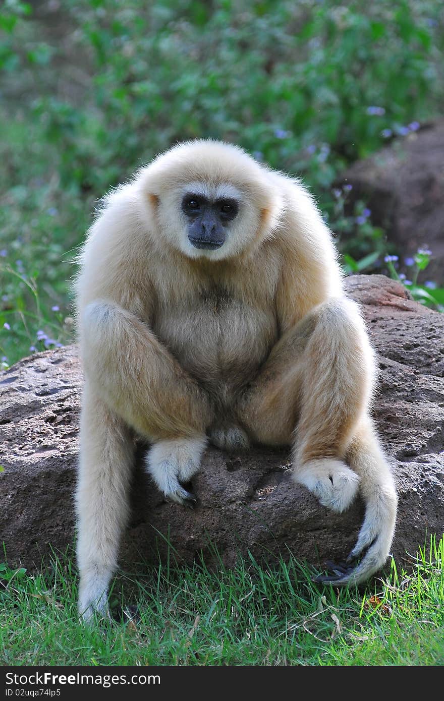 White Gibbon