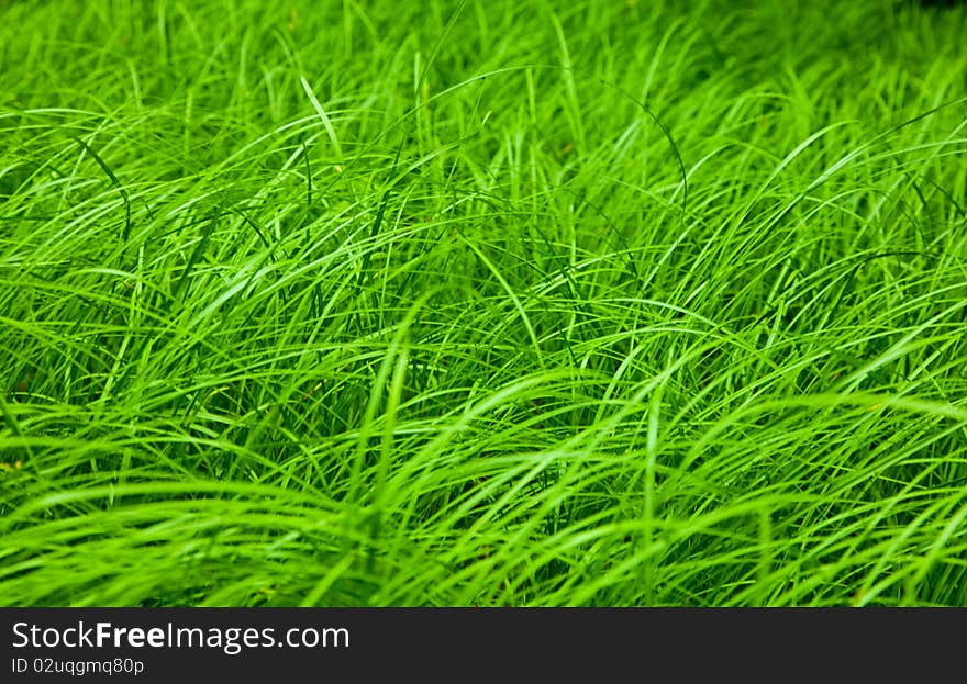 Close-up of spring grass field