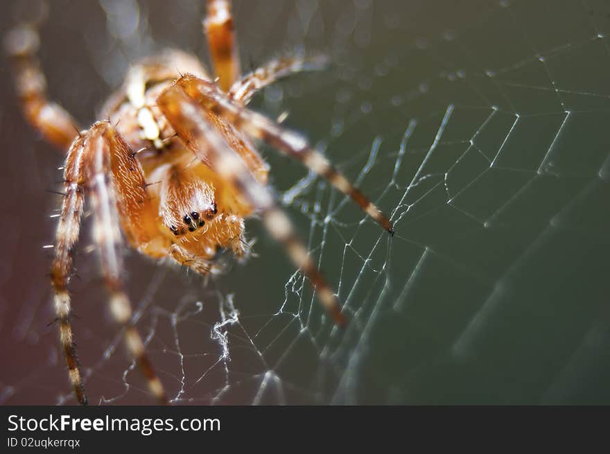 Spider in web on green background